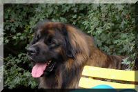 leonberger 038.jpg